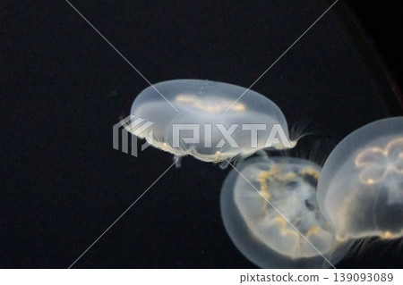Jellyfish drift in a fantastical blue aquarium, creating a serene and healing space. Jellyfish drift in a fantastical blue aquarium, creating a serene and healing space. 139093089