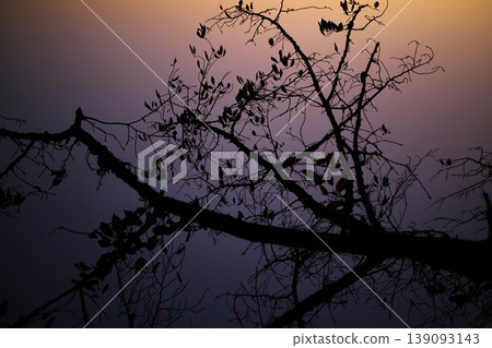 Wood silhouette Wood silhouette 139093143