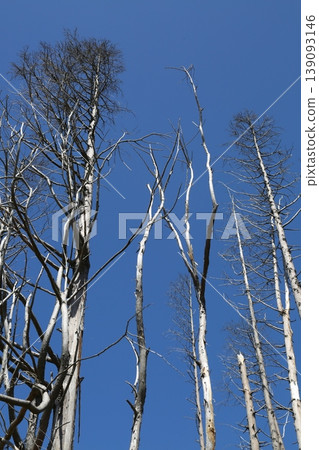 Blue sky and white trees Blue sky and white trees 139093146