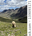 Alpaca scenery in the mountainous region of Peru, amidst the vast wilderness. 139093171