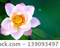 蓮花，純潔的花朵 139093497