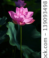 蓮花 139093498
