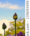 蓮花的芽 139093499