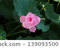 風景與蓮花 139093500