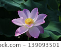 蓮花 139093501
