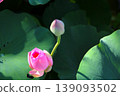 蓮花的芽 139093502