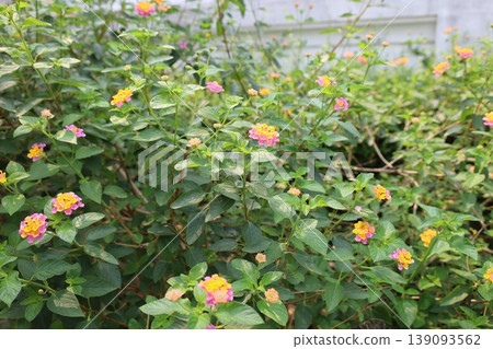 Lantana (Seven Transformations) blooming in Laos Lantana (Seven Transformations) blooming in Laos 139093562