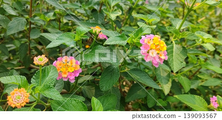 Lantana (Seven Transformations) blooming in Laos Lantana (Seven Transformations) blooming in Laos 139093567