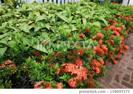 Ixora coccinea blooming in Laos Ixora coccinea blooming in Laos 139093575
