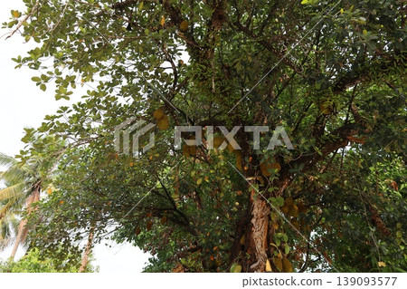 Jackfruit Jackfruit 139093577