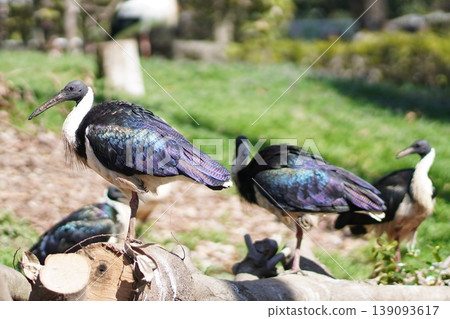 Straw ibises: Flocks of birds with iridescent feathers. Straw ibises: Flocks of birds with iridescent feathers. 139093617
