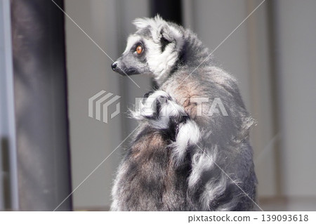 A ring-tailed lemur turns around with its orange eyes. A ring-tailed lemur turns around with its orange eyes. 139093618