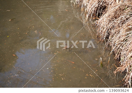 一隻青蛙漂浮在春水池塘的水面上──這是早春時節的小生物。 139093624