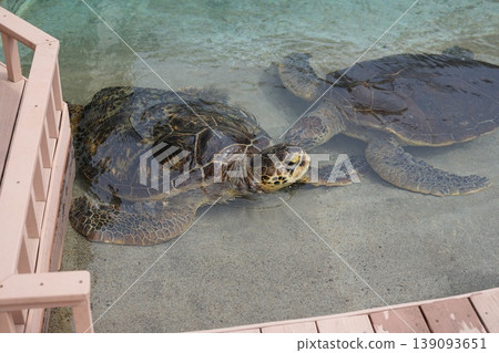 兩隻海龜從水邊爬出來,在水族箱裡營造出一種平靜而神秘的景象。 兩隻海龜從水邊爬出來,在水族箱裡營造出一種平靜而神秘的景象。 139093651
