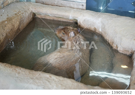 水豚表情放鬆,是動物園裡很受歡迎的動物。 水豚表情放鬆,是動物園裡很受歡迎的動物。 139093652