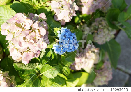 牽牛花是預示著夏季到來的清新景象,是日本美麗的夏季風景。 牽牛花是預示著夏季到來的清新景象,是日本美麗的夏季風景。 139093653