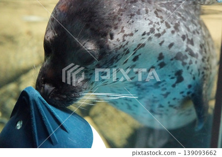 Adorable seals swimming gracefully through the water are a beloved and soothing presence at aquariums. Adorable seals swimming gracefully through the water are a beloved and soothing presence at aquariums. 139093662