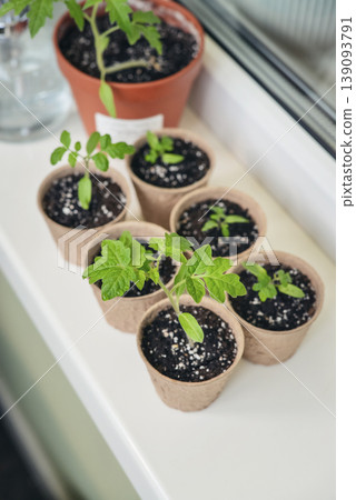 Concept of home gardening, organic food, and sustainable lifestyle. 139093791
