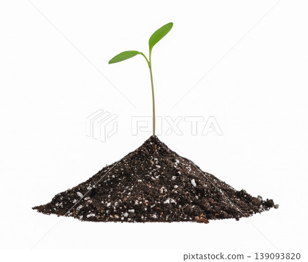 Young tomato sprout in soil pile isolated on a white background. Young tomato sprout in soil pile isolated on a white background. 139093820
