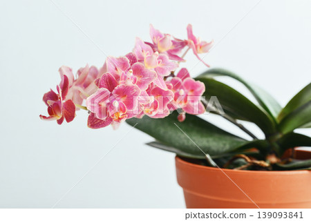 Beautiful pink orchid flowers in flower pot Beautiful pink orchid flowers in flower pot 139093841