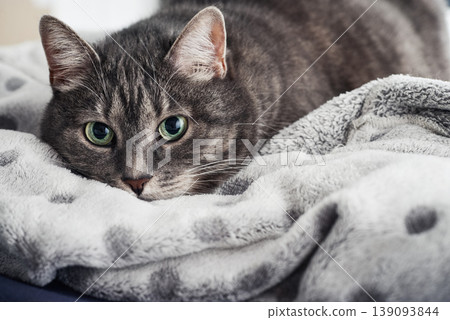 Close up of a tabby cat with wide green eyes hiding under a blanket and looking at the camera. 139093844