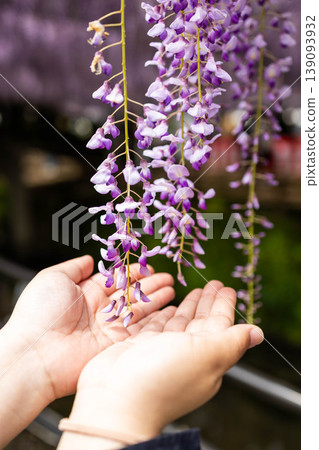 Wisteria blossoms touching the palm of your hand: A gentle spring natural scene. Wisteria blossoms touching the palm of your hand: A gentle spring natural scene. 139093932