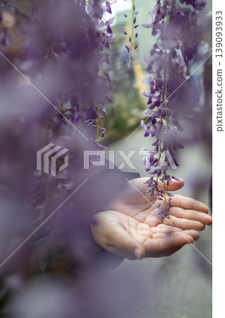 A dreamy spring scene: wisteria blossoms and a hand seen through a blurred foreground. A dreamy spring scene: wisteria blossoms and a hand seen through a blurred foreground. 139093933