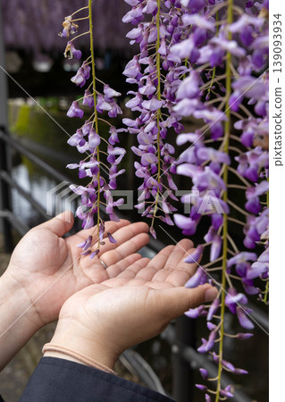 A spring moment of holding wisteria blossoms in your hands: A sense of the seasons in Japan A spring moment of holding wisteria blossoms in your hands: A sense of the seasons in Japan 139093934