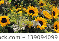 Sunflower background with bright yellow sunflower flowers. Sunflower wallpaper. Vibrant floral composition symbolizing summer, warmth, and positivity. 139094099