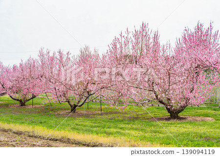 Peach blossoms in full bloom and a spring meadow Peach blossoms in full bloom and a spring meadow 139094119