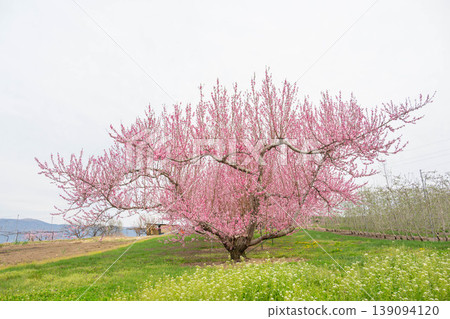 Peach trees in full bloom and a spring farm scene Peach trees in full bloom and a spring farm scene 139094120