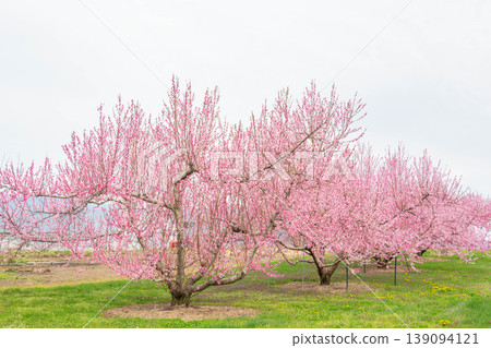 Peach trees in full bloom and a spring farm scene Peach trees in full bloom and a spring farm scene 139094121