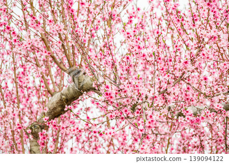 A vibrant pink peach tree signals the arrival of spring. A vibrant pink peach tree signals the arrival of spring. 139094122