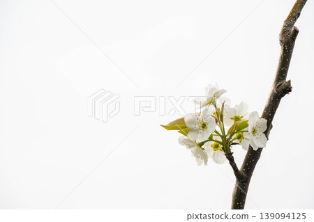 White pear flowers White pear flowers 139094125
