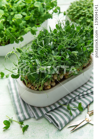 Microgreens growing in container, cultivating healthy organic vegetable food 139094141