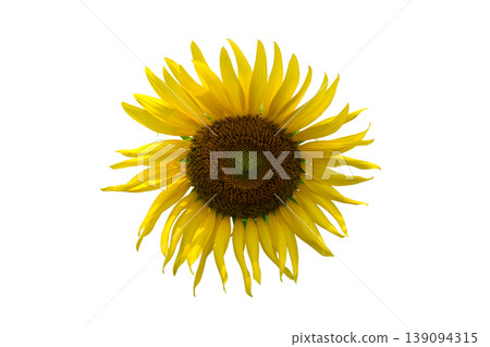 Single Sunflower Bloom Single Sunflower Bloom 139094315