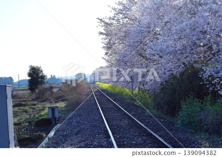 Mooka Line - Cherry Blossom and Rapeseed Flower Road Mooka Line - Cherry Blossom and Rapeseed Flower Road 139094382