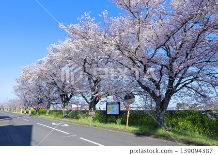 Mooka Line - Cherry Blossom and Rapeseed Flower Road Mooka Line - Cherry Blossom and Rapeseed Flower Road 139094387