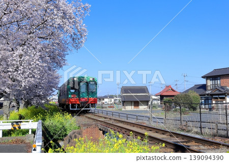 茂加線 - 櫻花和油菜花路 茂加線 - 櫻花和油菜花路 139094390