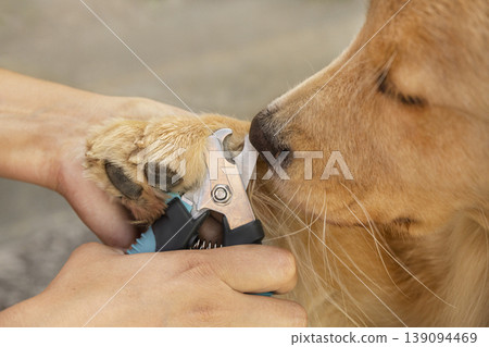 Cutting dog claws with professional clipper tool close up Cutting dog claws with professional clipper tool close up 139094469