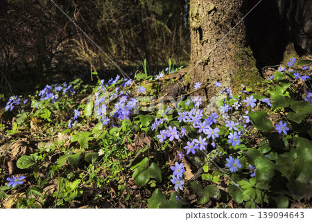 Soft light filters through forest trees Soft light filters through forest trees 139094643