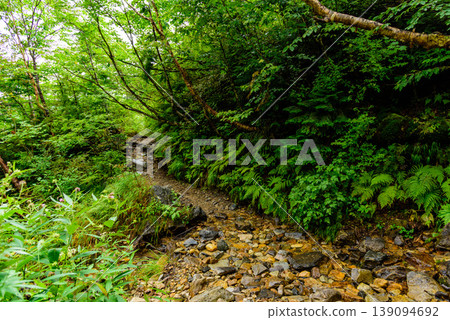 Hiking trail to Mt. Jonen in the Northern Alps: Beautiful trail through lush green primeval forest at an altitude of around 2000m. 139094692