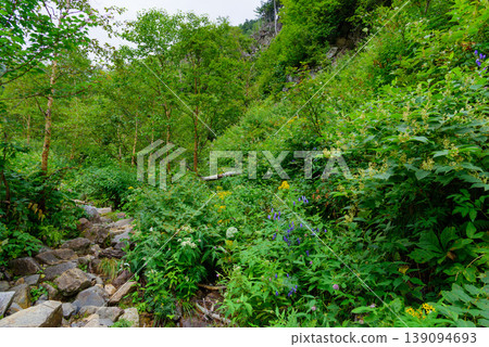 Hiking trail to Mt. Jonen in the Northern Alps: Beautiful trail through lush green primeval forest at an altitude of around 2000m. 139094693