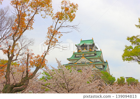 Osaka City, Osaka Prefecture: A view of cherry blossoms and Osaka Castle. Osaka City, Osaka Prefecture: A view of cherry blossoms and Osaka Castle. 139094813