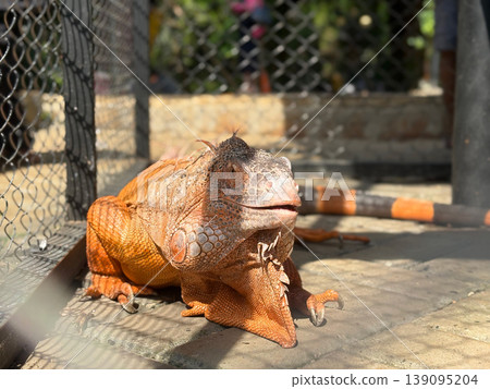 Orange iguana close-up in outdoor enclosure with animal photography cold blooded pet iguana pet lizard pet reptile red iguana tan iguana brown iguana wildlife close up enclosure herpetology 139095204