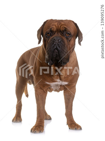 Dogue de Bordeaux Dogue de Bordeaux 139095276