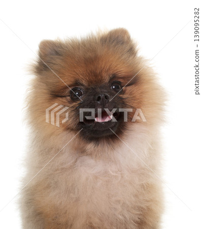 young pomeranian dog young pomeranian dog 139095282