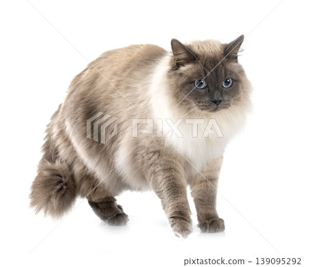 siberian cat in studio 139095292