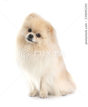 pomeranian in studio 139095293