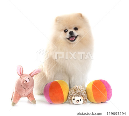 pomeranian in studio 139095294